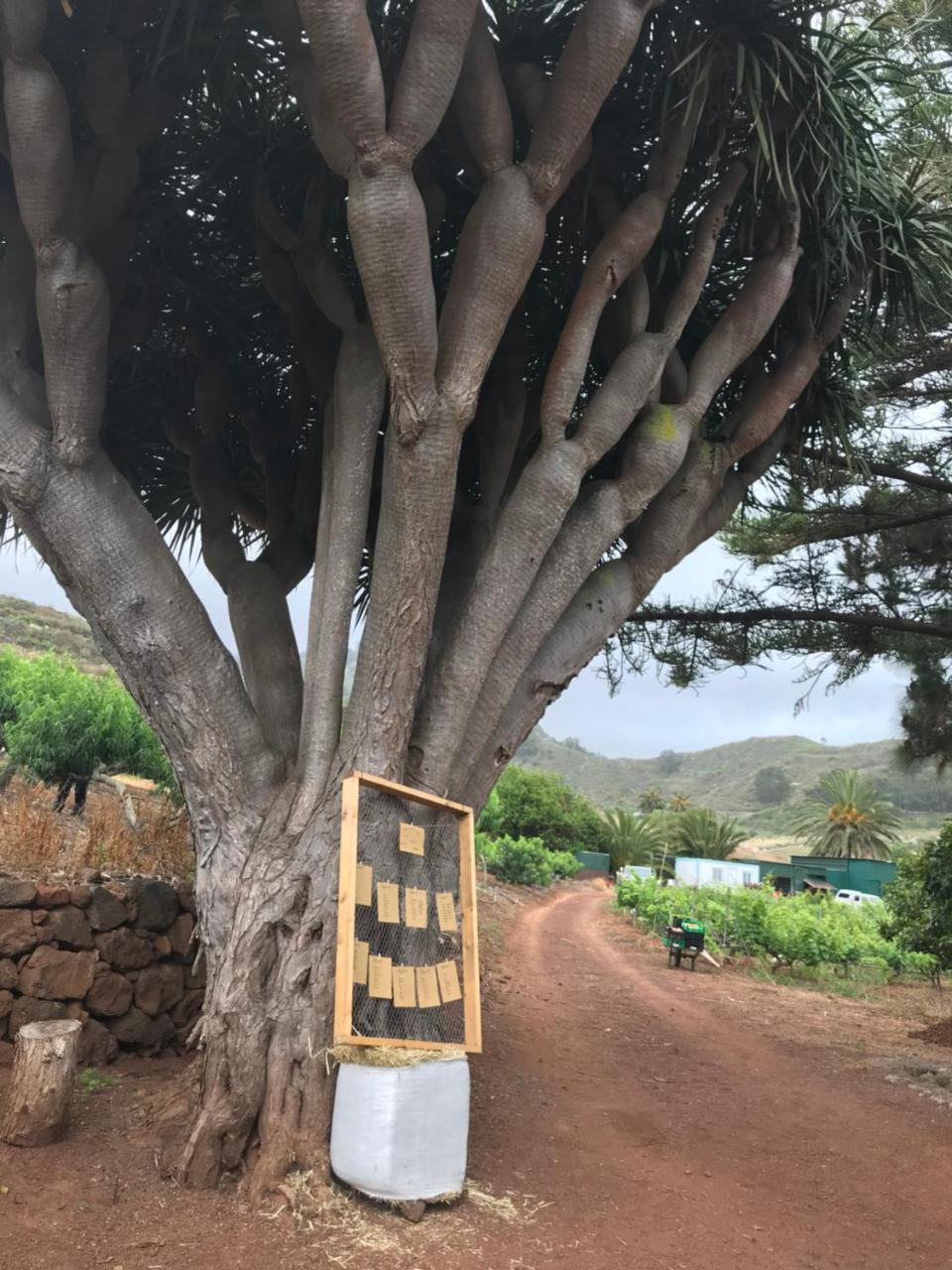 Finca El Vergel Rural Tegueste Buitenkant foto